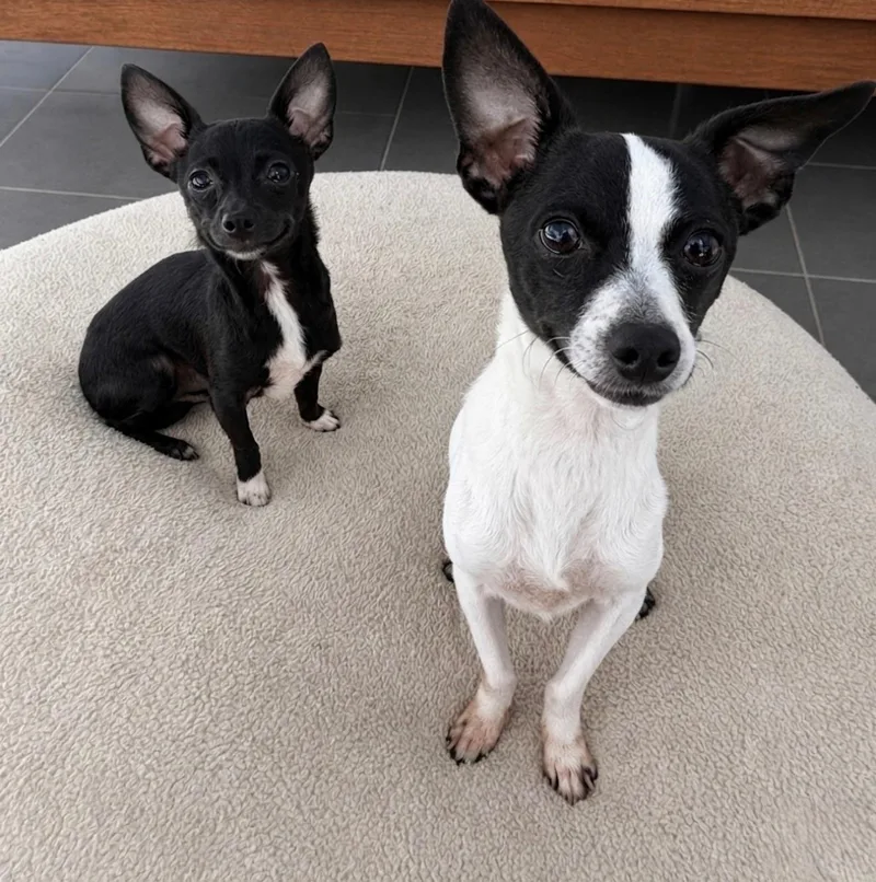 A young small-sized male Chihuahua dog named Moo chi & Dice for adoption in Newport Beach, CA