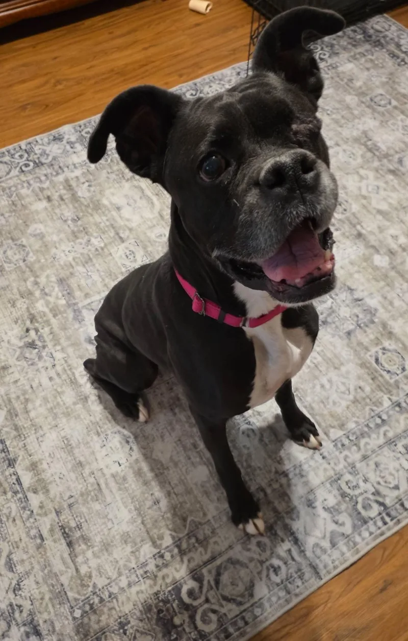 An adult large-sized female Black Boxer dog named Dixie for adoption in Middlesex, NJ