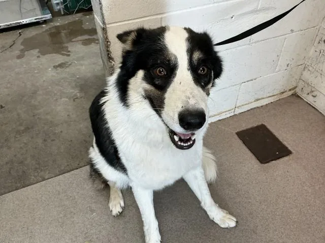 A young medium-sized male German Shepherd Dog dog named Prince for adoption in San Bernardino, CA