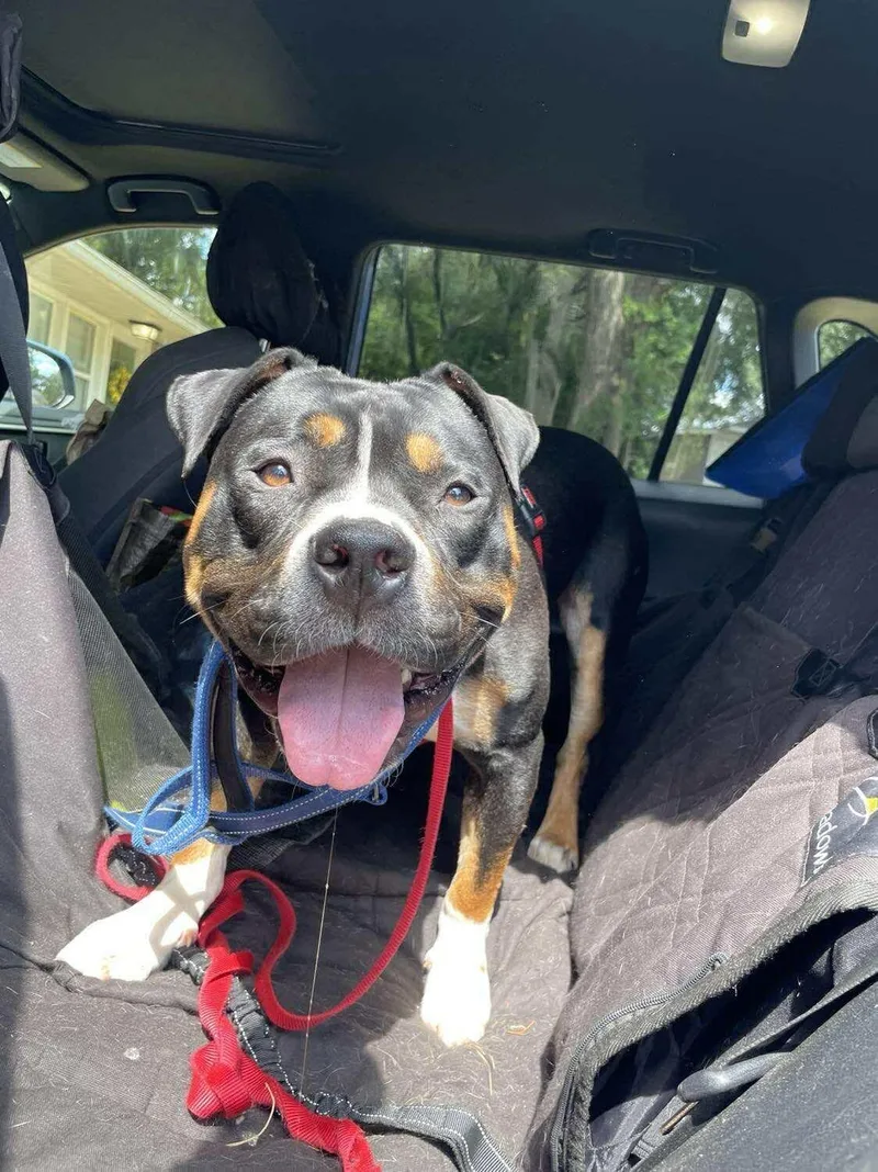 Snickers thumbnail 2