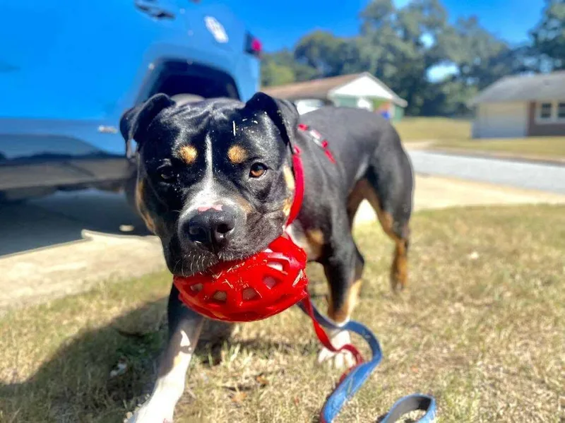 Snickers thumbnail 3