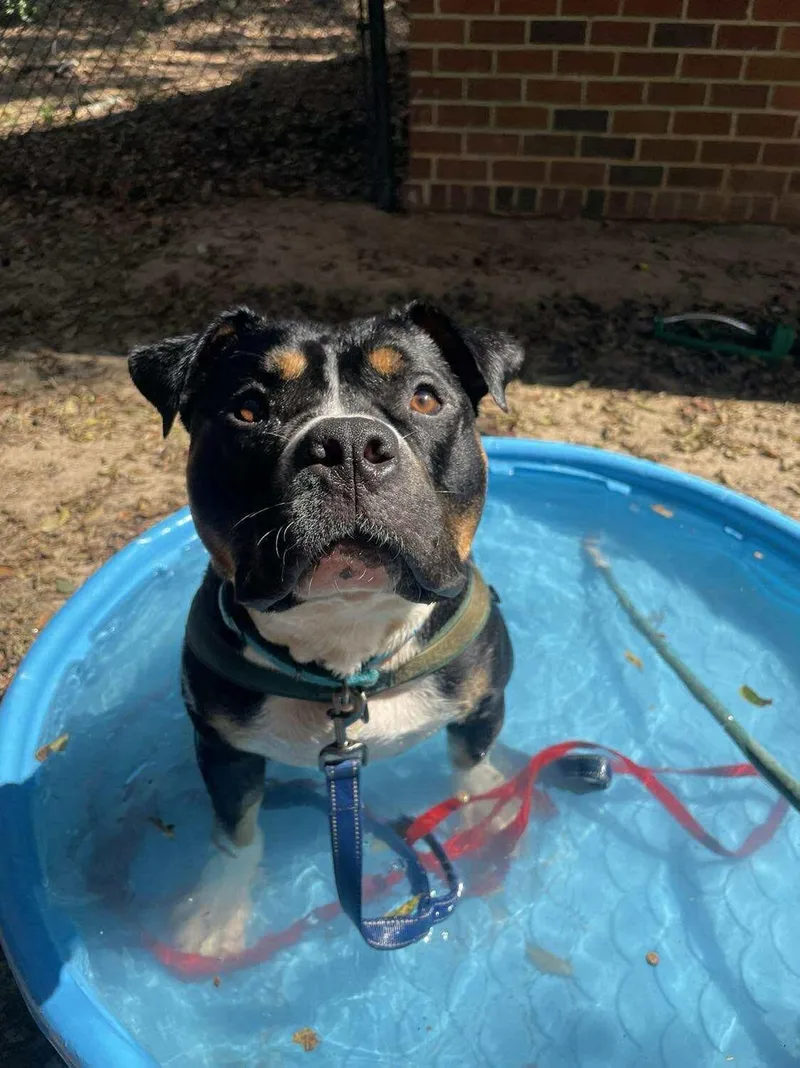 Snickers thumbnail 4