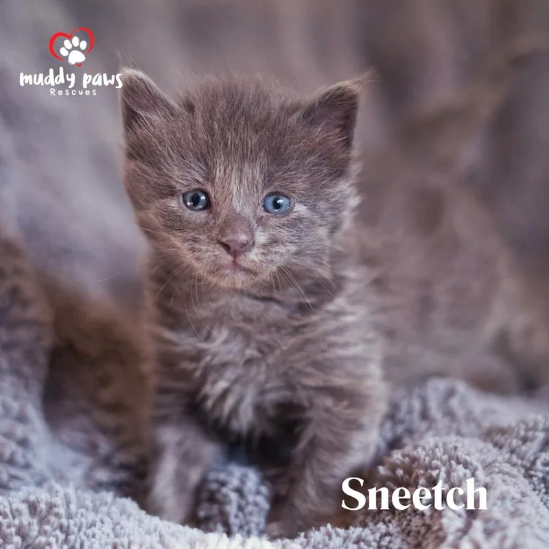 Seuss Litter: Sneetch