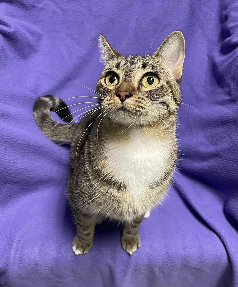 A young medium-sized female Domestic Short Hair cat named Spitfire for adoption in Jackson, MI