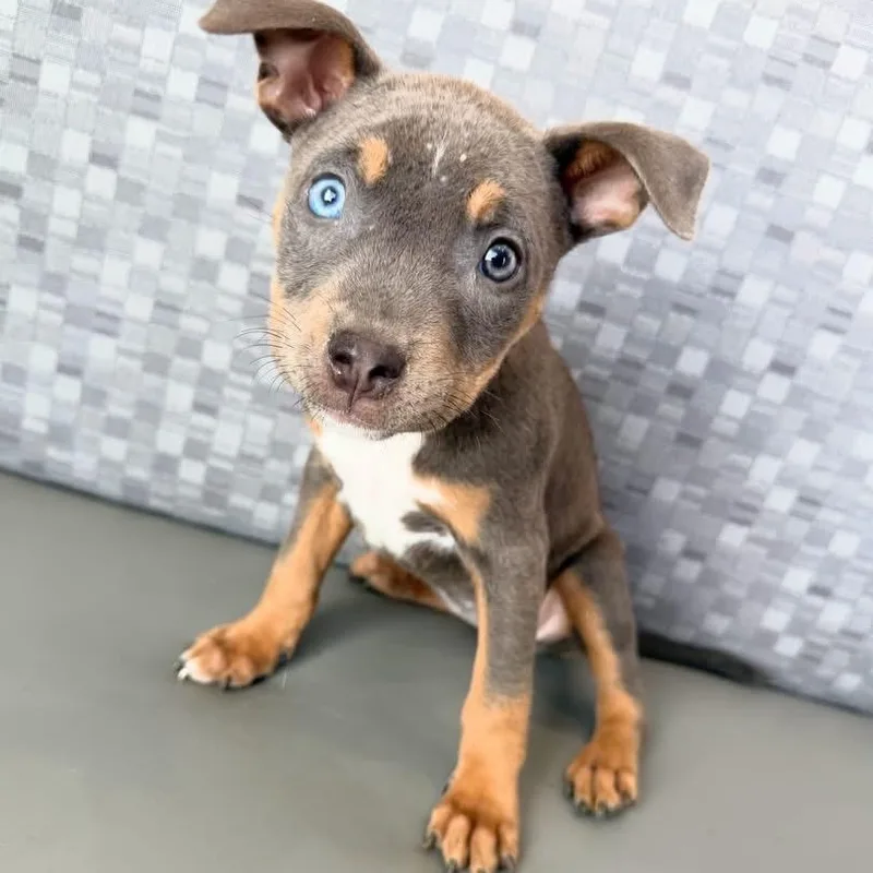 A baby medium-sized female Mixed Breed dog named Kanga for adoption in Henderson, NV