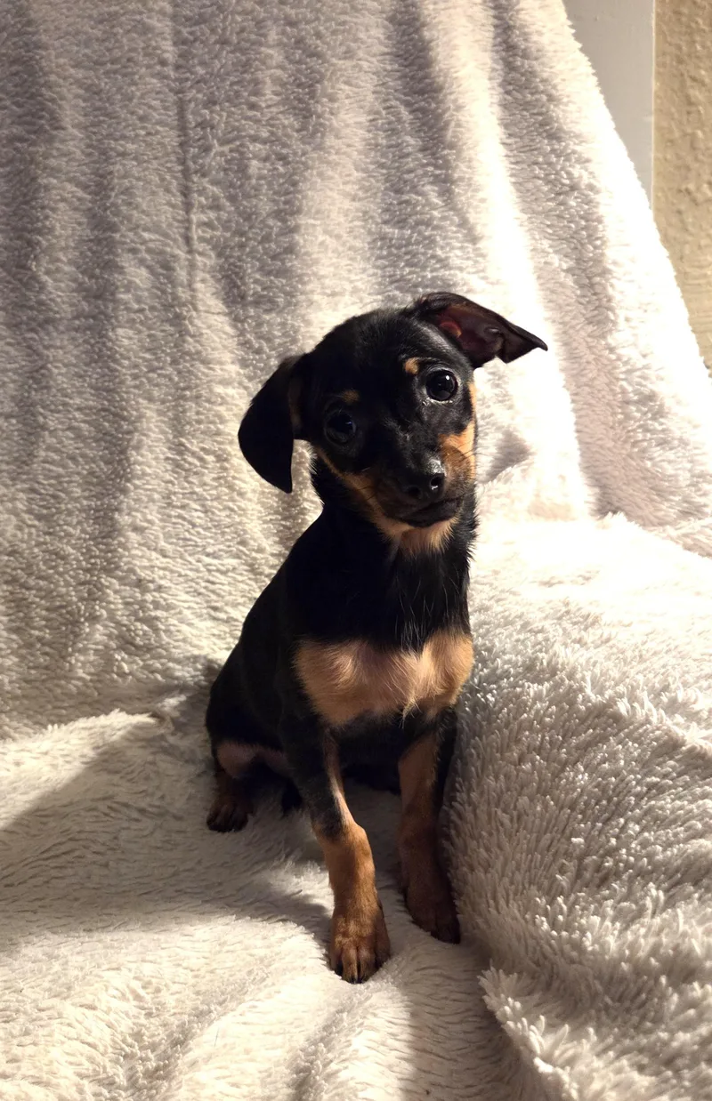 A baby small-sized female Black Chiweenie dog named Quesa for adoption in Oakdale, CA