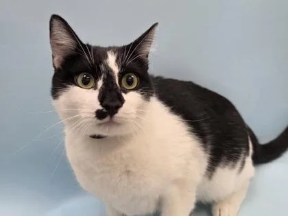 A young small-sized male Domestic Short Hair cat named Dennis for adoption in Woodbury, MN