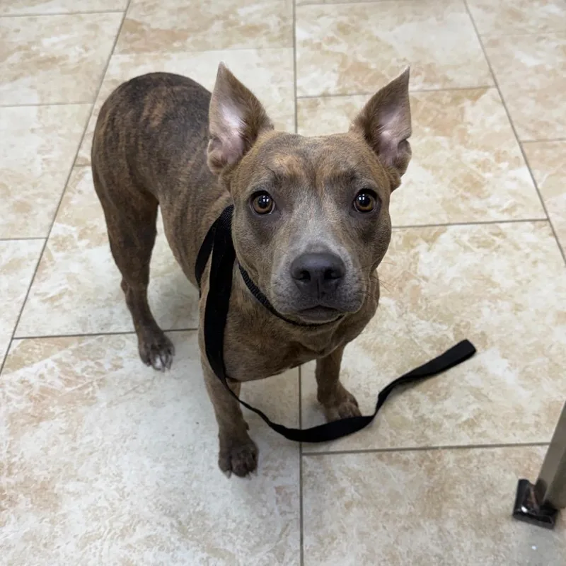 A young medium-sized female Brindle Mixed Breed dog named Libby for adoption in Galveston, TX