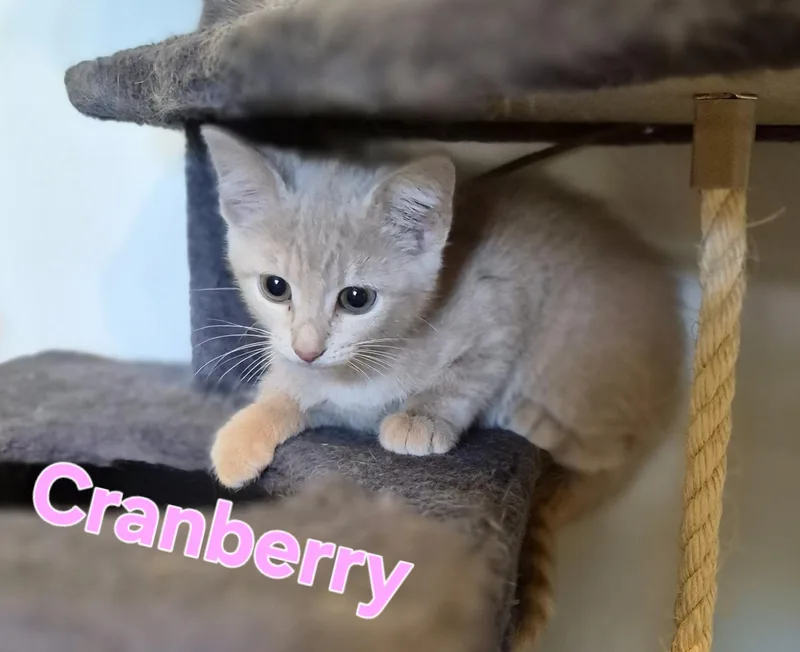 A baby small-sized male Domestic Short Hair cat named Cranberry for adoption in Lynchburg, TN