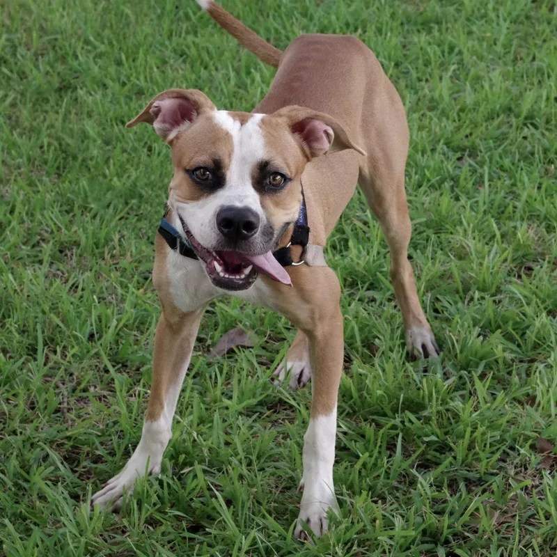 An adult medium-sized female Boxer dog named Bubbles for adoption in Miami, FL