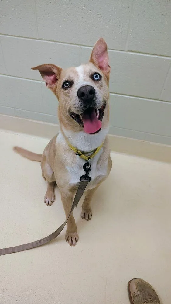 An adult large-sized male White / Cream Mixed Breed dog named Simba for adoption in Kalamazoo, MI