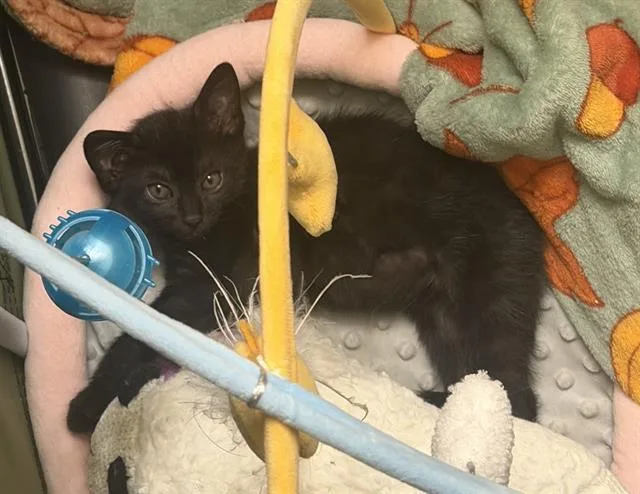 A baby small-sized female Domestic Short Hair cat named Isla for adoption in Camarillo, CA