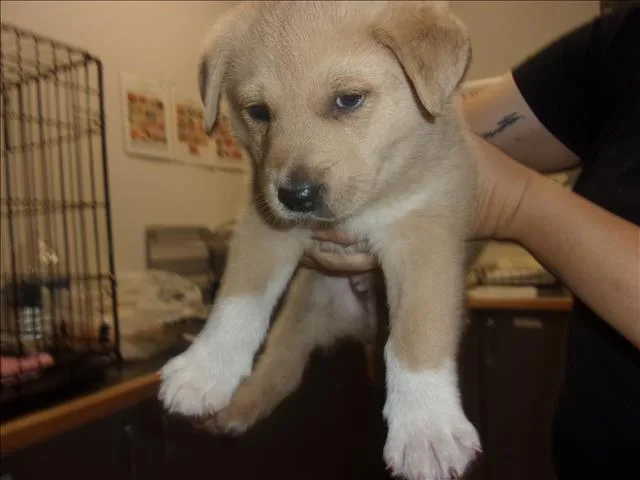 A baby small-sized male German Shepherd Dog dog named Thomas for adoption in Van Nuys, CA