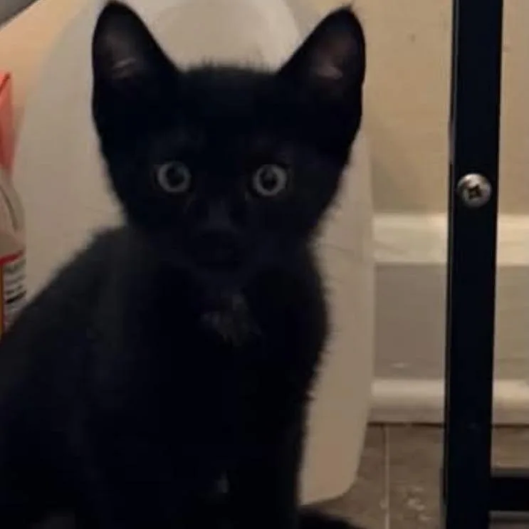 A baby small-sized male Black Domestic Short Hair cat named Jetson for adoption in Carmel, IN
