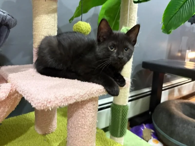 A young medium-sized female Black Domestic Short Hair cat named Jameson for adoption in North Babylon, NY