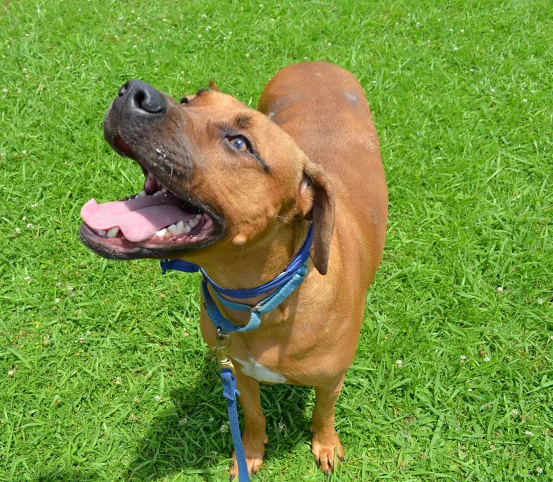 Lincoln Leroy thumbnail 4