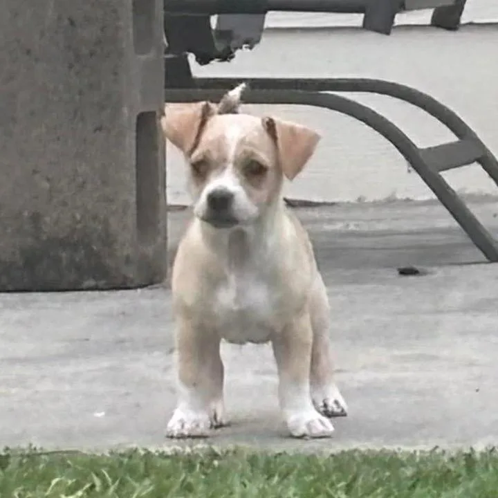 A baby small-sized female White / Cream Chihuahua dog named Honey for adoption in Montgomery, TX