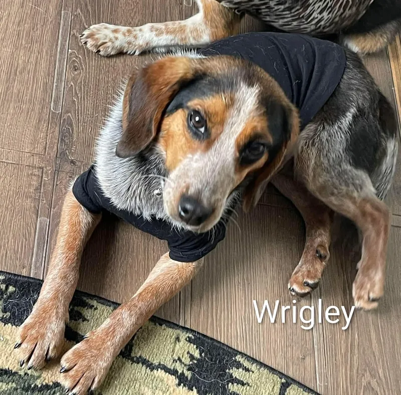 A young small-sized male Tricolor (Brown, Black, & White) Beagle dog named Wrigley for adoption in Stoughton, MA