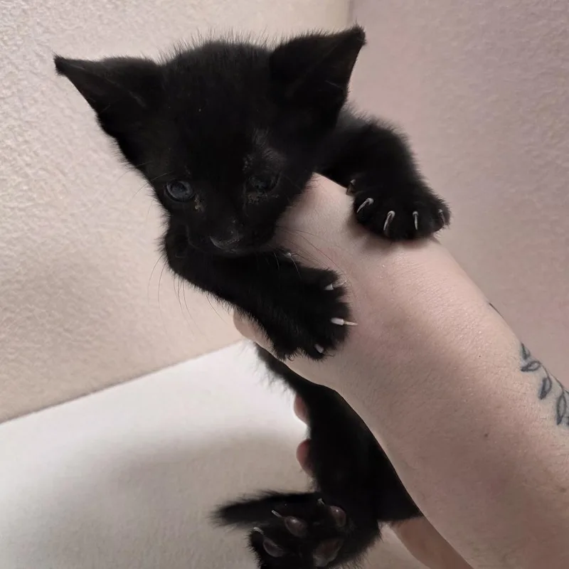 A baby small-sized male Black Domestic Short Hair cat named Onyx for adoption in Jupiter, FL