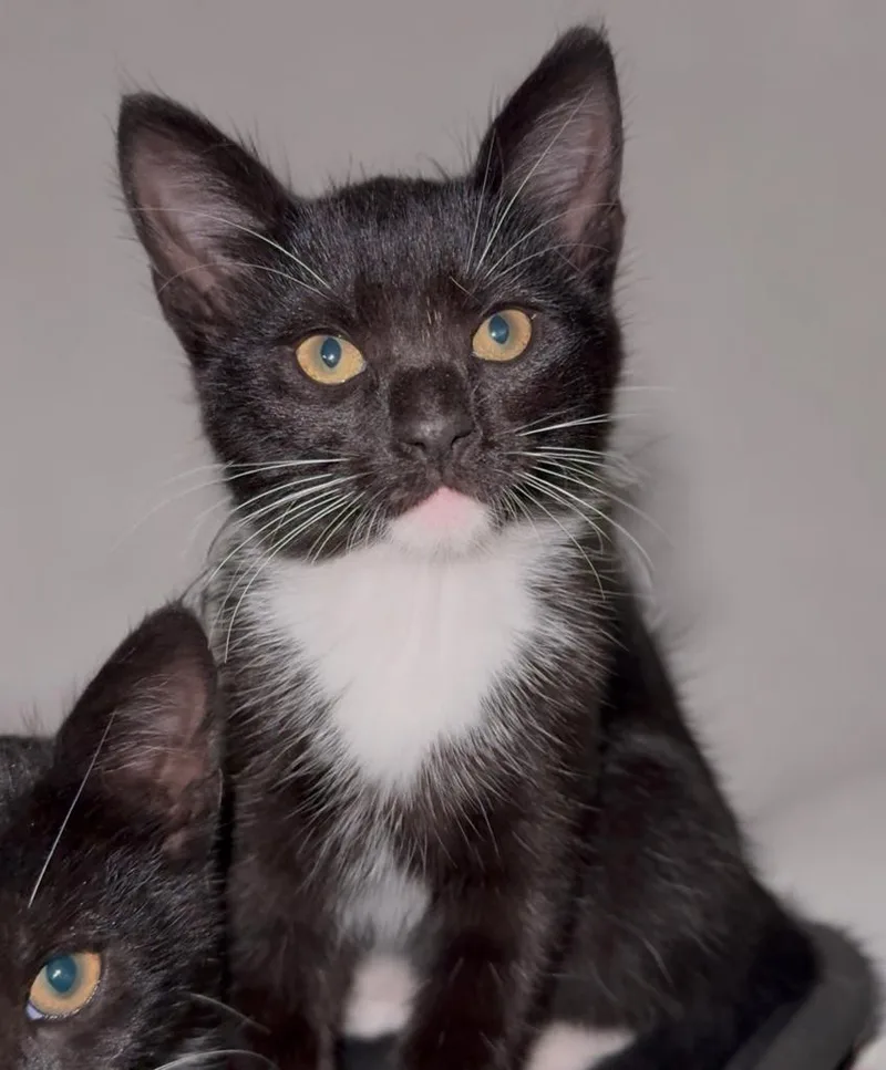 A baby small-sized female Black & White / Tuxedo Tuxedo cat named Solo  Rhythm  for adoption in Miami, FL