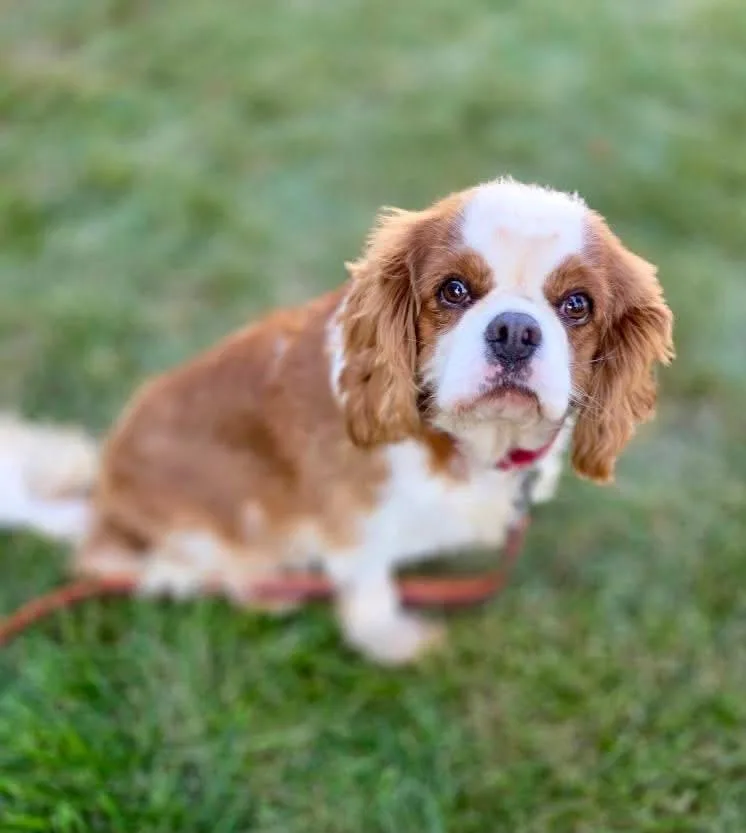 An adult small-sized female Cavalier King Charles Spaniel dog named Misty for adoption in Orland Park, IL