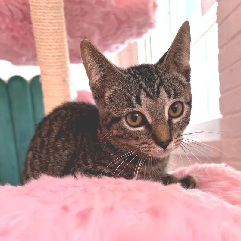 A baby small-sized male Brown / Chocolate Domestic Short Hair cat named Marley for adoption in Forest Park, IL
