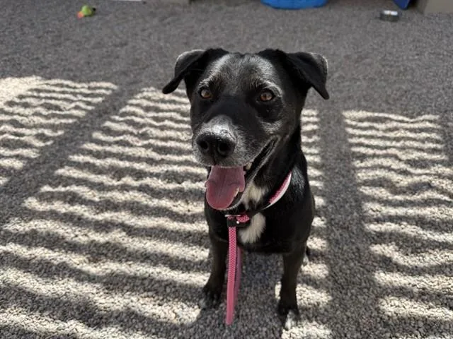 An adult large-sized male Labrador Retriever dog named Harbor for adoption in Mesa, AZ