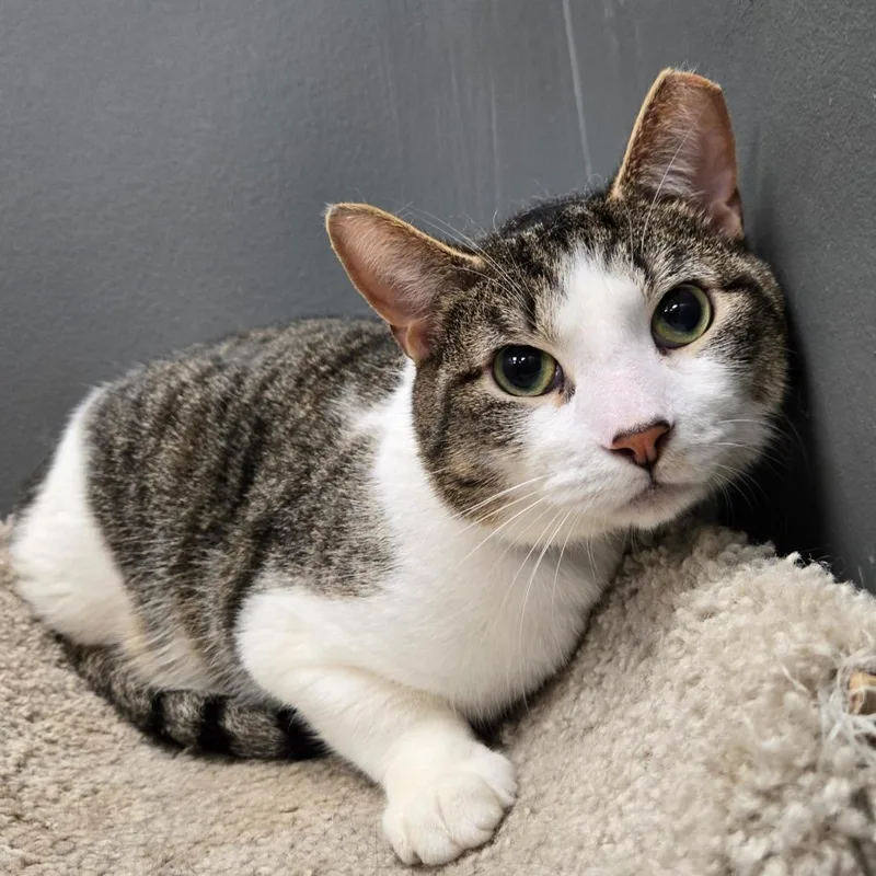 An adult large-sized male Brown / Chocolate Domestic Short Hair cat named Dooky for adoption in Hamburg, NY