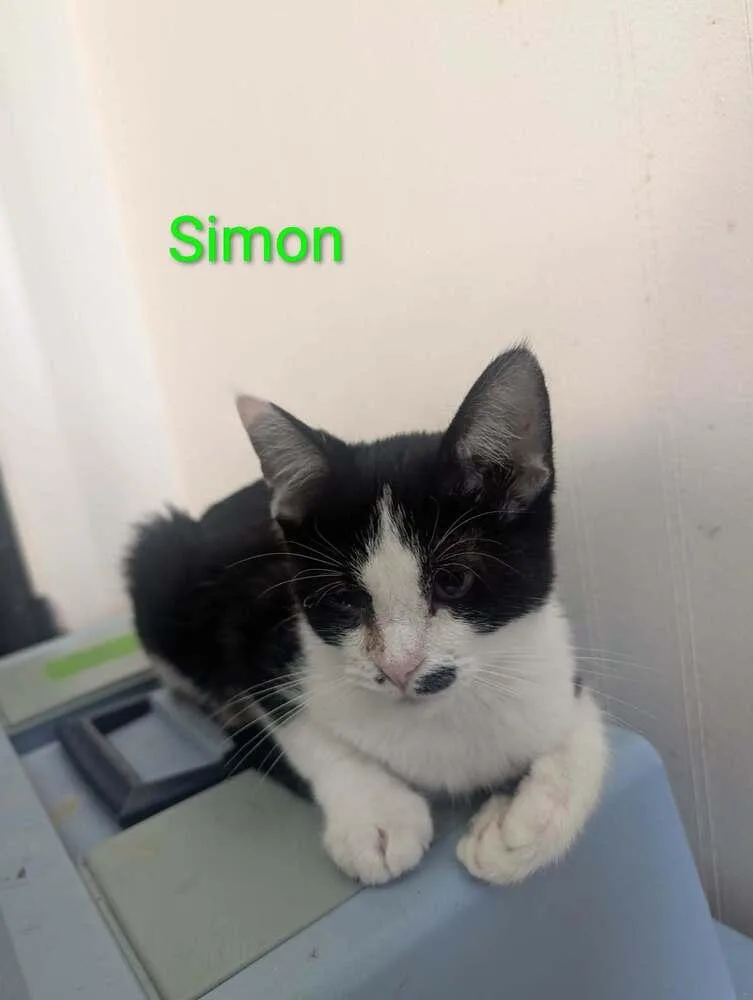 Simon