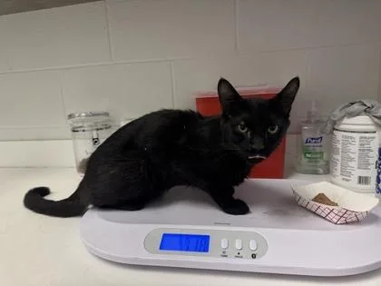 An adult medium-sized male Black Domestic Short Hair cat named Justice Beaver for adoption in Kansas City, MO