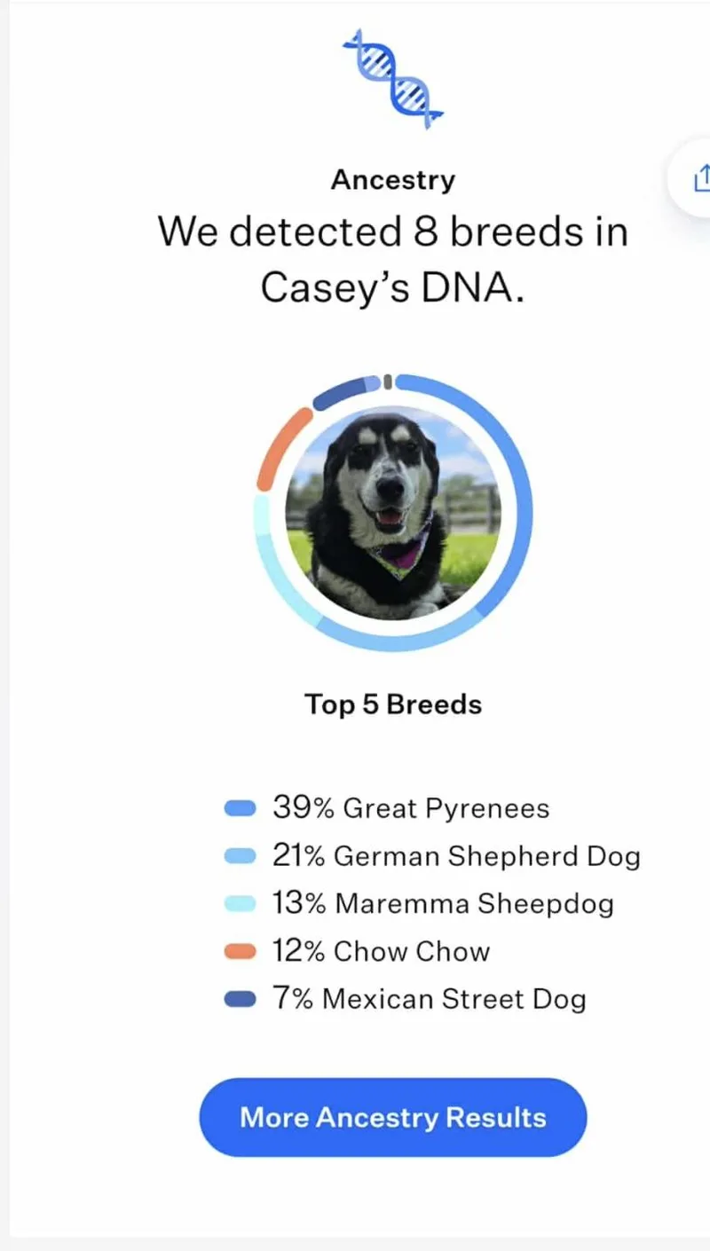 An adult large-sized female Tricolor (Brown, Black, & White) Great Pyrenees dog named Cassie for adoption in York, PA