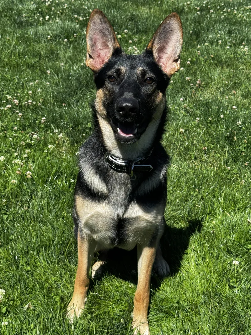A young large-sized female Black German Shepherd Dog dog named Tova for adoption in Bellevue, WA