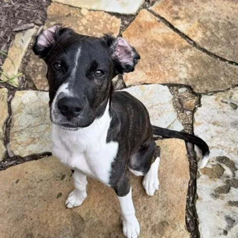 A baby large-sized male Black Hound dog named W.c. Mcworthy for adoption in Springfield, MO
