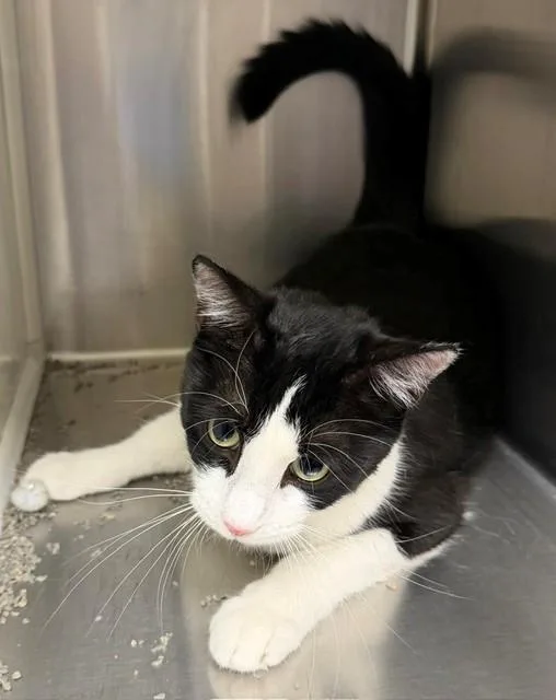 A young small-sized male Domestic Short Hair cat named Clawhugs for adoption in Brighton, CO