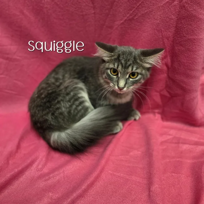 A baby small-sized female Gray / Blue / Silver Domestic Medium Hair cat named Squiggle for adoption in Parkersburg, WV