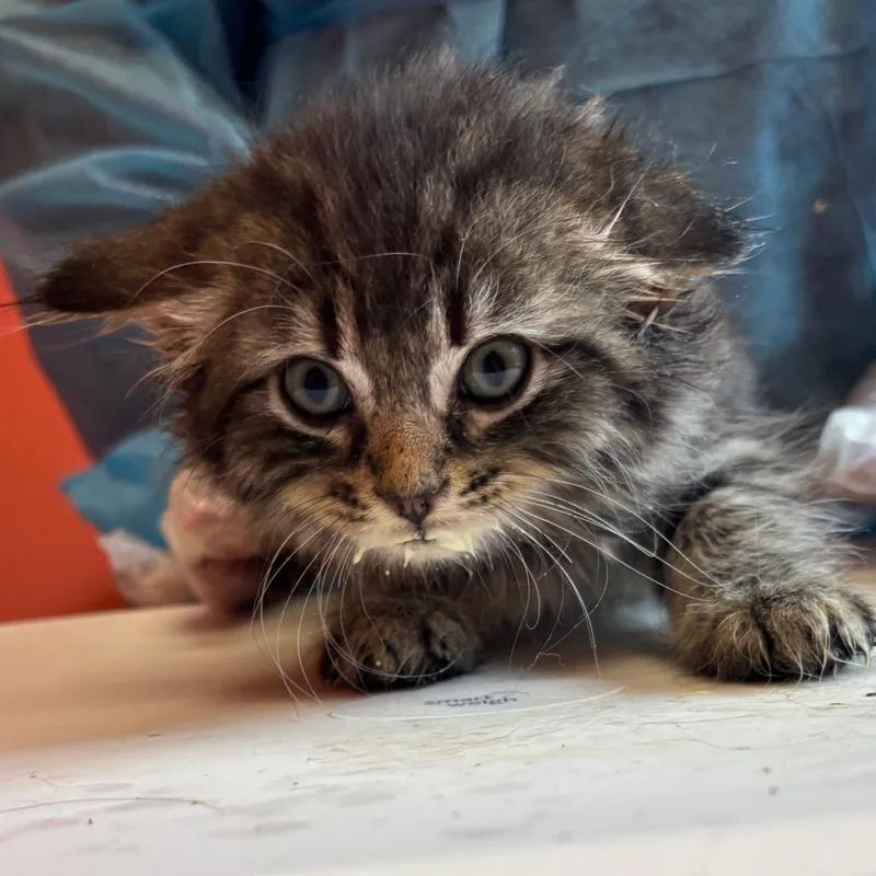 A baby small-sized male Brown / Chocolate Domestic Medium Hair cat named Ink for adoption in Newark, NJ