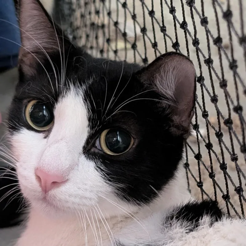 A young small-sized female Black Domestic Short Hair cat named Charlotte Webb for adoption in Long Beach, CA
