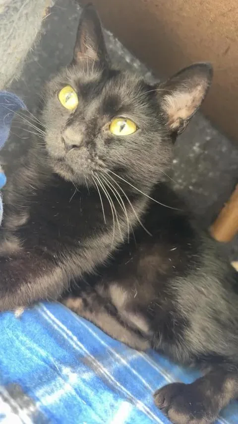Agatha