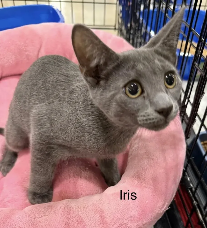 Iris