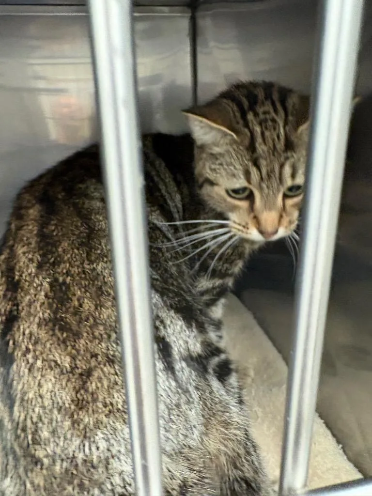 A young medium-sized female Domestic Short Hair cat named Rosey for adoption in Mocksville, NC
