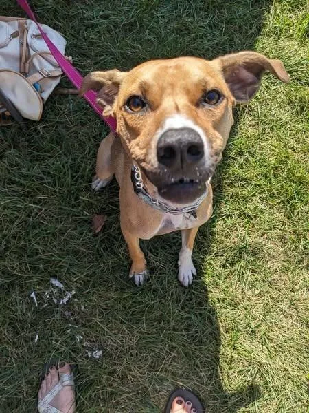 A young medium-sized female Greyhound dog named Winny for adoption in Kettering, OH