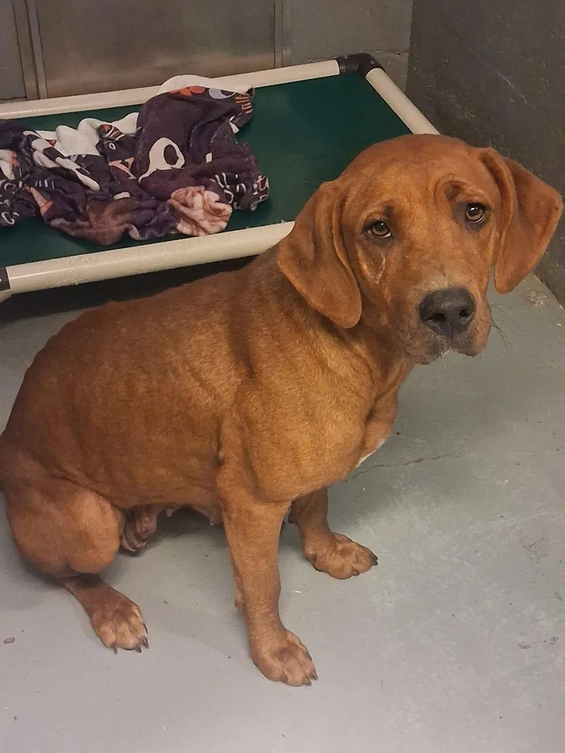 An adult medium-sized female Redbone Coonhound dog named Pie for adoption in Stuart, VA