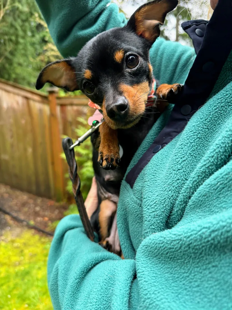 An adult small-sized female Chihuahua dog named Pinto for adoption in Bothell, WA