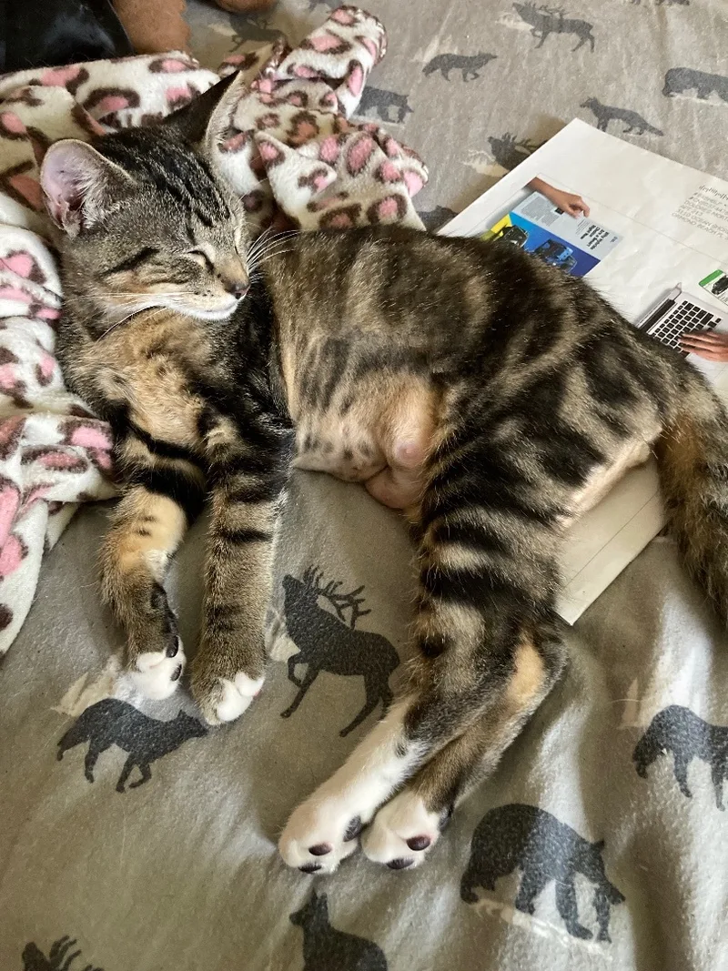 Raspberry And Nova thumbnail 2