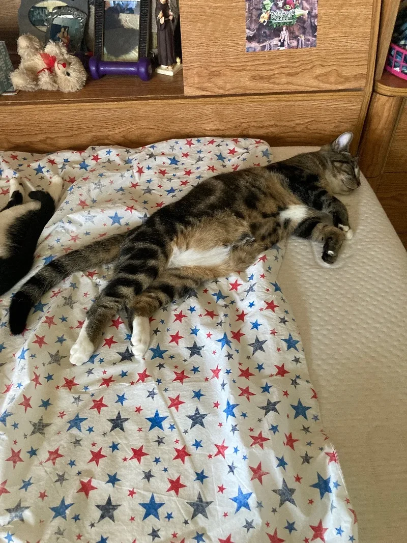 Raspberry And Nova thumbnail 3