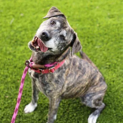 An adult medium-sized female Brindle Mixed Breed dog named Ayla for adoption in Atlanta, GA