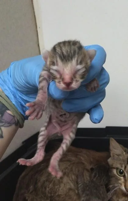 A baby small-sized male Domestic Short Hair cat named Club for adoption in Palm Coast, FL