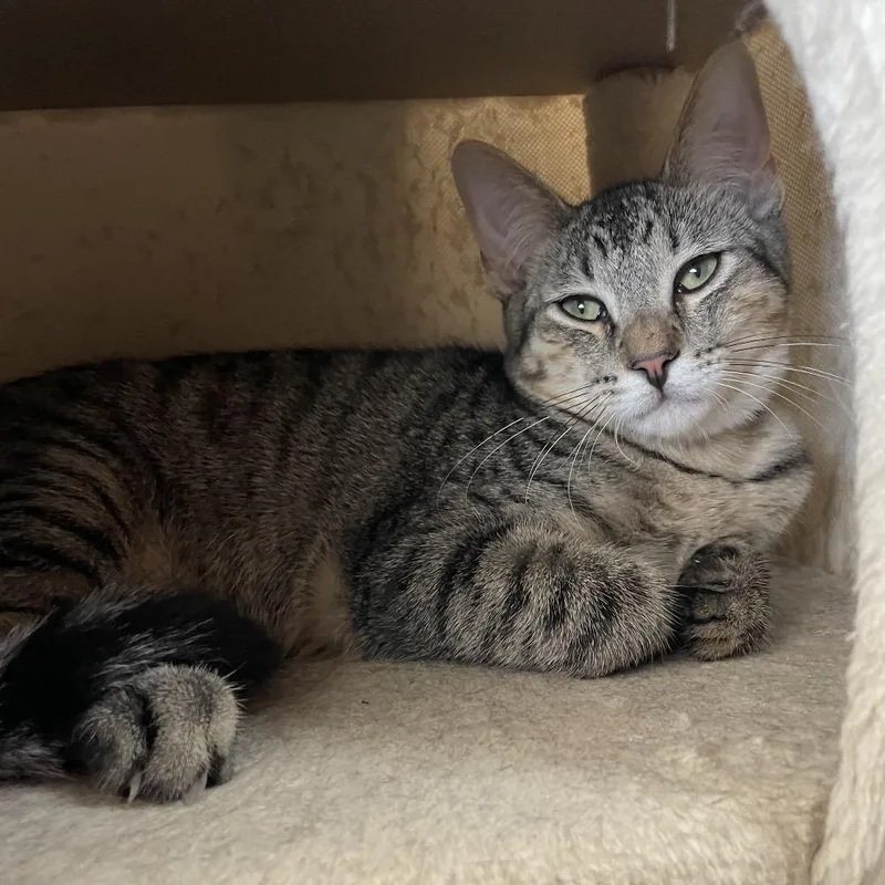 A baby medium-sized male Gray / Blue / Silver Domestic Short Hair cat named Tom for adoption in Laredo, TX