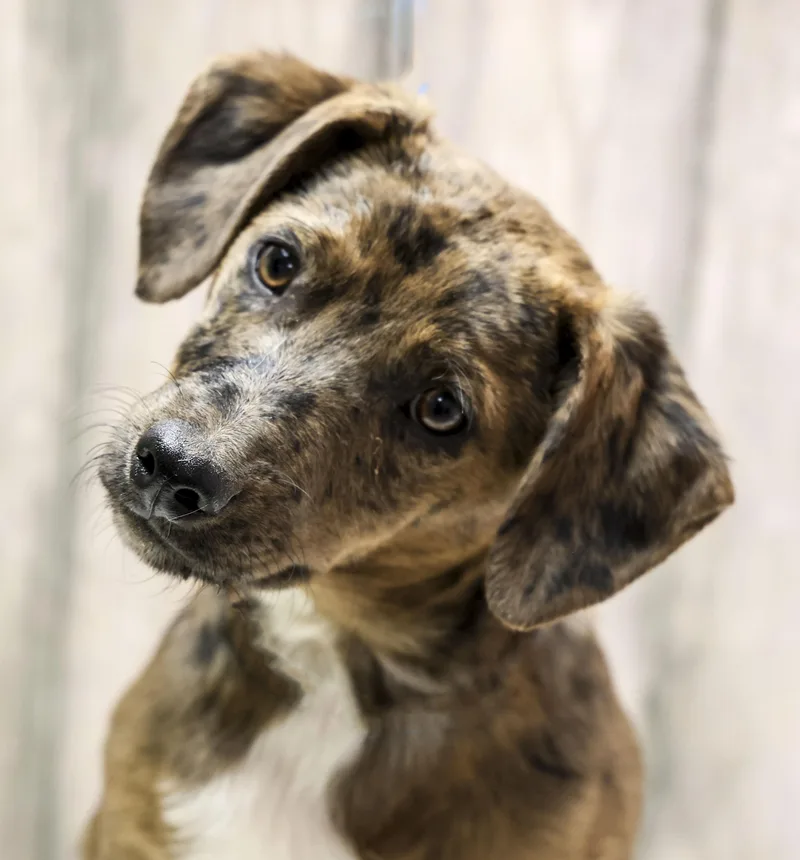 A young medium-sized male Brindle Retriever dog named Dinkel for adoption in Casa Grande, AZ