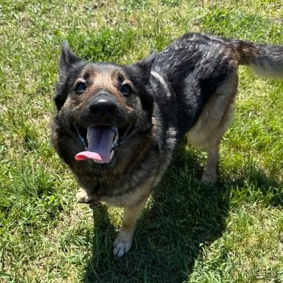 An adult medium-sized female Black Shepherd dog named Mitsuko for adoption in Bristol, IN